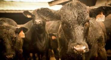 Farm Bureau Urges Senate to Address Volatility in Cattle Markets