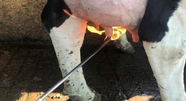 Cleaner Cows, Better Milk: Removal of Udder Hair