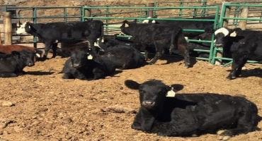 Space, Exercise May be Critical to Drylot Beef Heifer Reproduction