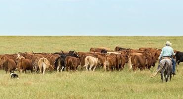 Kansas Rancher and NCBA Member Testifies Before Senate Agriculture Committee on Cattle Market Concerns