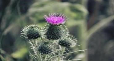 Canada Thistle Rebounds?