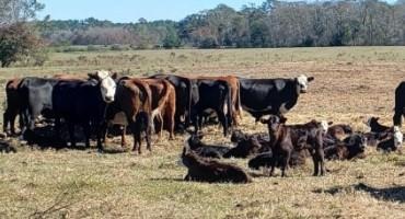 Maximizing Cow Herd Revenue through Sire Selection