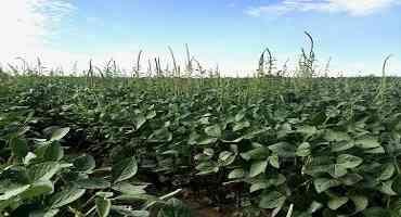 Are We Making Progress with Weed Management in Iowa?