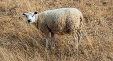 Drought Considerations for Grazing Range Flocks