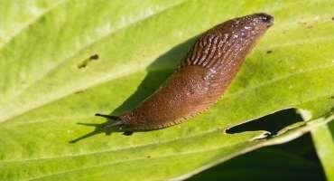 Why are Slugs Eating Everything?