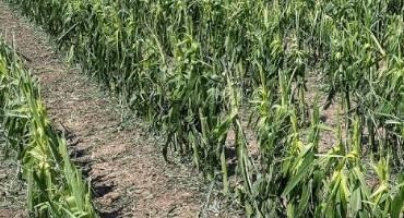 Mid-Season Hail Damage Assessments in Corn and Soybeans