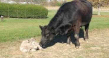 Open and Late Calving Cows: The Conundrum