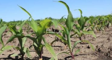 Nebraska Crops Averaging Good to Excellent Condition in Mid-June Report