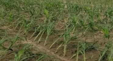 Early Vegetative Lodging and Defoliation in Field Crops