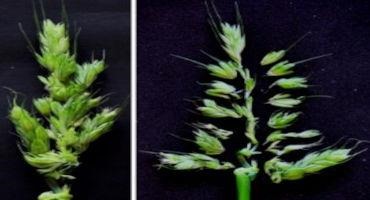 New Findings to Boost Barley Yields at Higher Temps