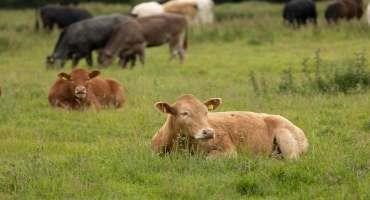 Antibiotic-resistant Bacteria found in Cattle