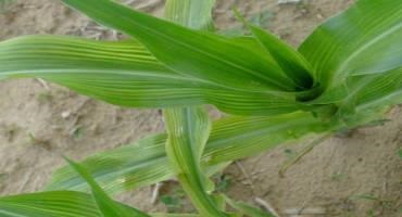 Scouting for Nutrient Deficiencies in Corn and Soybean