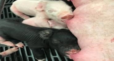 Developmental Milestones During Pig Gestation
