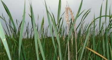 Constructed Wetlands are Best Protection for Agricultural Runoff into Waterways