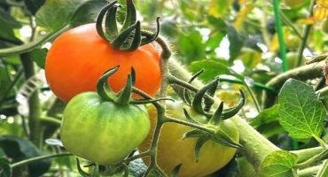Color and Flavor -- Pigments Play a Role in Creating Tasty Tomatoes