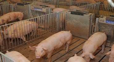 Wheat Prices Open Opportunity for Swine Diets