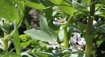 Potential of Faba Beans, Rich in Protein, has been Unlocked