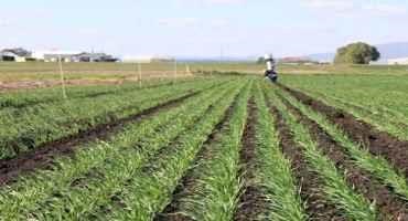 Boosting Barley Production from the Ground Up