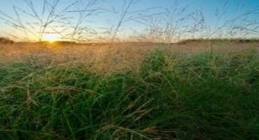 Research Enhances Understanding of Switchgrass, an Important Bioenergy Crop