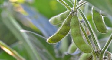 U.S. soybeans beginning to set pods