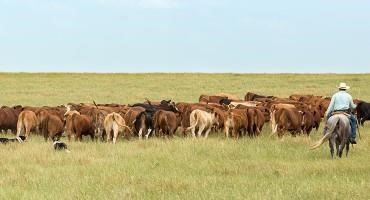 NCBA Thanks President Biden, Secretary Vilsack for Taking Vital Steps to Strengthen Cattle and Beef Supply Chain
