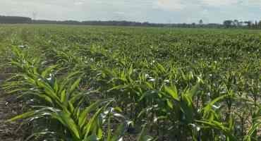 Alabama Mid-Summer Row Crop Update