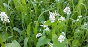 Summer Cover Crop Options