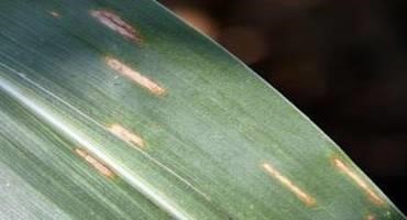 Fungicide Efficacy for Control of Corn Diseases