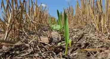 Herbicide Residual Effects on Cover Crops After Wheat
