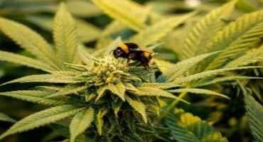Cannabis First Domesticated 12,000 Years Ago: Study