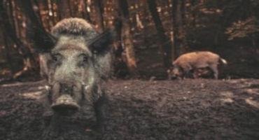The Climate Impact of Wild Pigs Greater Than a Million Cars