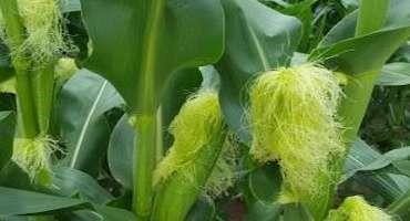 Foliar Diseases and Fungicide Decisions in Corn