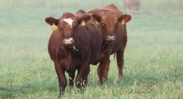 Cattle Losing Adaptations to Environmental Stressors, Researchers Find