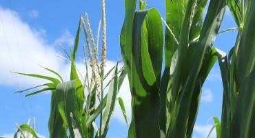 Nebraska Corn Growth on Schedule, Soybeans Slightly Ahead of Average