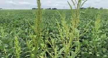 Get your Waterhemp Populations Screened for Herbicide Resistance
