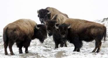 Getting Started With Bison Ranching