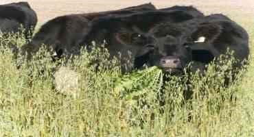 South Dakota Producers Reap Rewards of Cover Crops