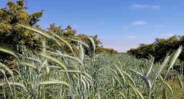 Avocados and Cover Crops