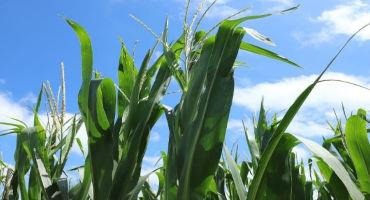 Nebraska Corn, Soybean Development Ahead of Average Rates