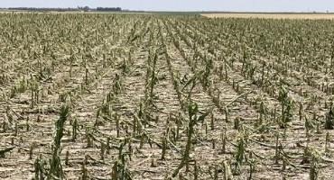 Revenue Protection Crop Insurance and Prices Rising from Spring to Fall