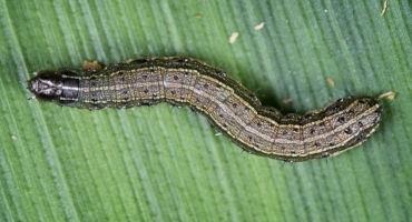 An Army of Worms are Munching through Hay Fields across the South