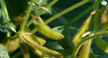 Divided Soybean Crop has Good Price Prospect