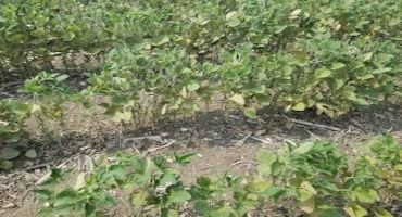 Two-Spotted Spider Mites in 2021 in Minnesota Crops?