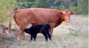 Fall Calving, Is It Profitable?