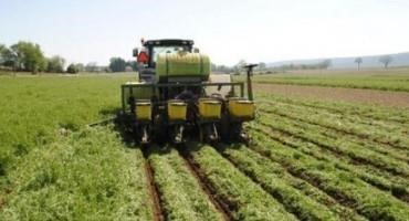 Cover Crop Options after Small Grain Harvest