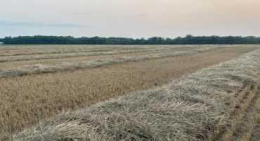 Rainy Weather and Wheat Straw Quality