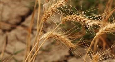 Farm Policy Critics Hit Farmers Facing Catastrophic Conditions