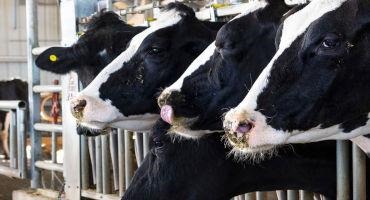 Watch for Signs of Pneumonia in Dairy Cows