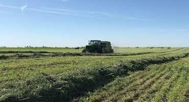 Blister Beetles in Alfalfa Hay