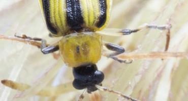 Corn Rootworm Beetle Scouting